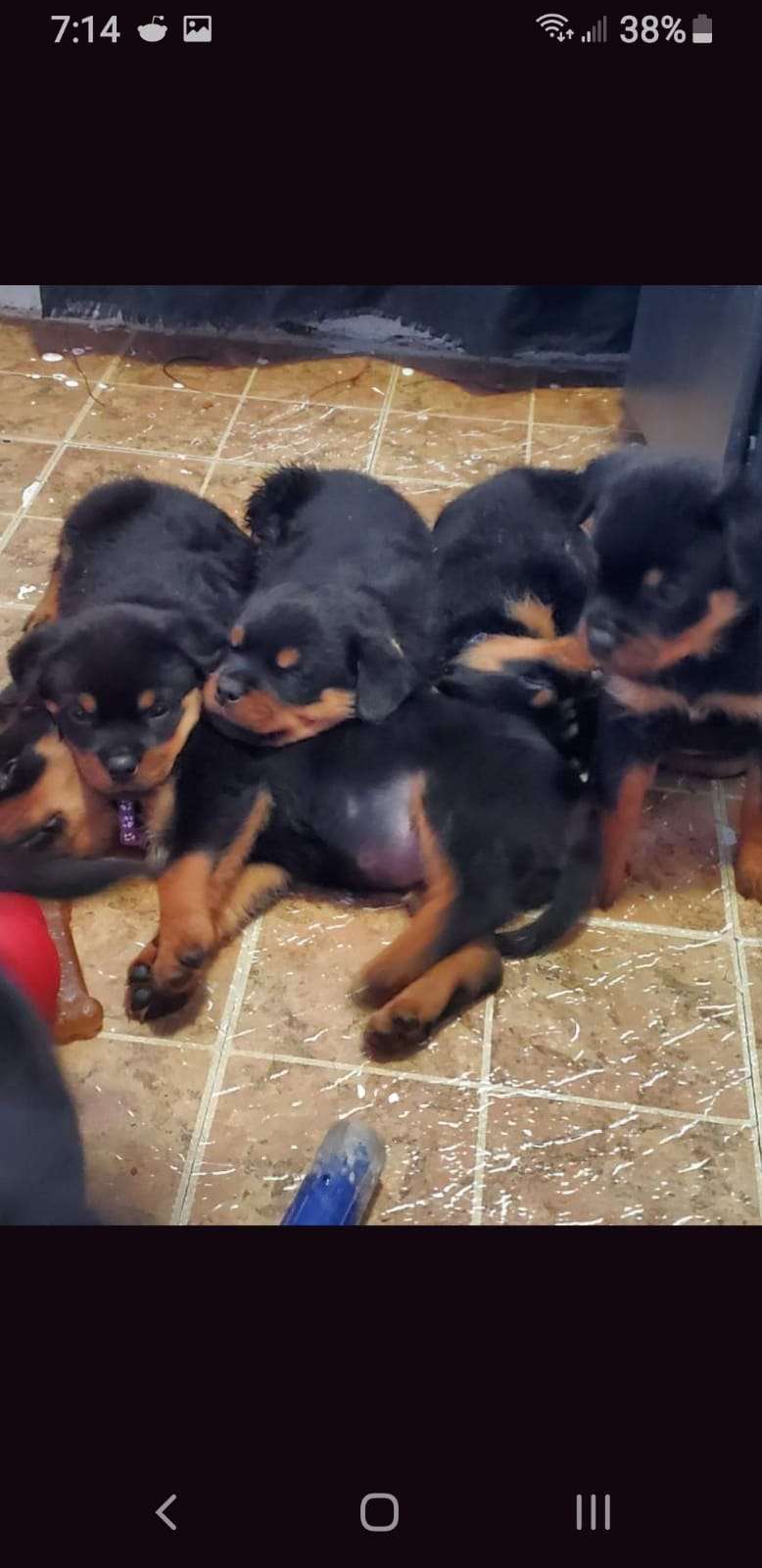 Testing interoperability 